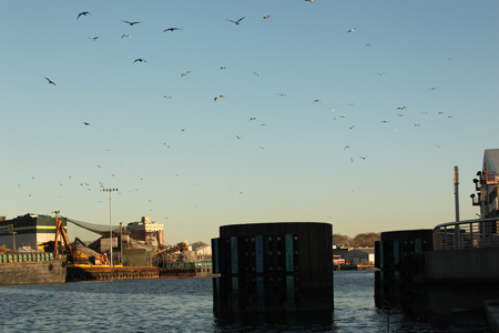Despite the pollution there are bird spottings in this area.