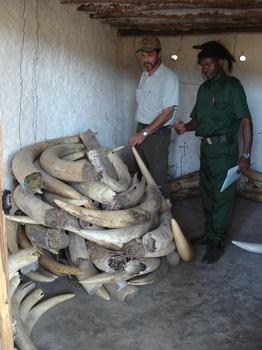 Richard Ruggiero, at an ivory storage room in Niassa Reserve in Northern Mozambique. Richard Ruggiero, at an ivory storage room in Niassa Reserve in Northern Mozambique.