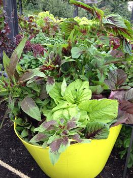 amaranth harvested wnyc