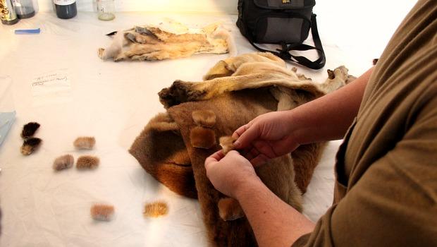 Behind the Glass: Restoration at the Natural History Museum's Dioramas ...