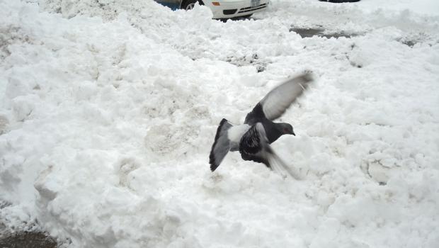 Another bird takes off in Brooklyn. Another bird takes off in Brooklyn.
