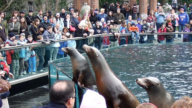 Central Park Zoo Welcomes Two New Sea Lions Into the Family - WNYC