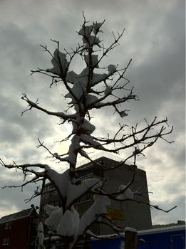 A snow crusted tree against Thursday's grey sky. A snow crusted tree against Thursday's grey sky.
