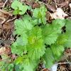 Garlic mustard in the wild Garlic mustard in the wild