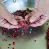 Tama Matsuoka Wong preparing sumac, which she foraged from the wild. Tama Matsuoka Wong preparing sumac, which she foraged from the wild.