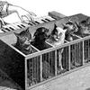 A drawing of the 17th Century 'cat piano' invented by Athanasius Kircher.