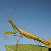 Praying Mantis