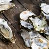 Oysters