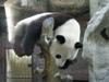 sleeping panda
