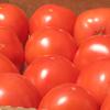 Hybrid, greenhouse-grown tomatoes from Stokes Farm Hybrid, greenhouse-grown tomatoes from Stokes Farm