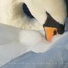 Andrew Cronshaw's The Unbroken Surface of Snow Andrew Cronshaw The Unbroken Surface of Snow