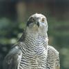 Goshawk (Accipiter gentilis)