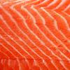 Salmon Salmon
