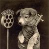 Rolf, a mandolin-playing terrier that was a regular feature on Art Nudnick's Musical Menagerie, a Sunday afternoon variety show that aired on WNYC in 1925.
