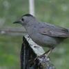 Gray Catbird dumetella carolinensis