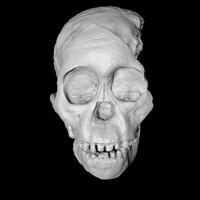 3D printed model of historic skull