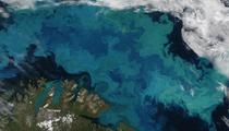  A massive bloom of phytoplankton in the Barents Sea, most likely containing coccolithophores