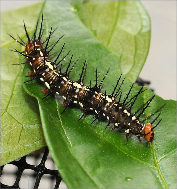 Flame butterfly caterpillar (Dryas iulia)