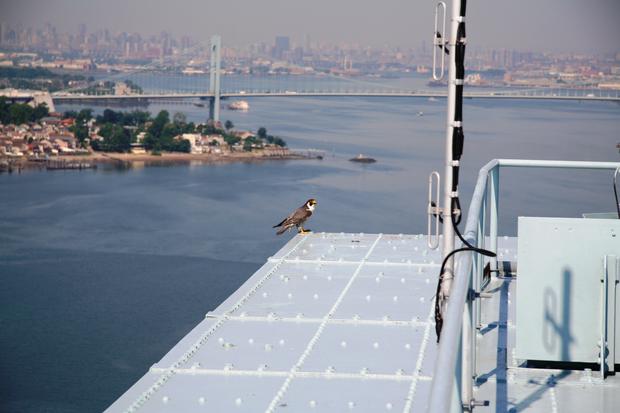Adult Peregrine falcon atop the Throgs Neck