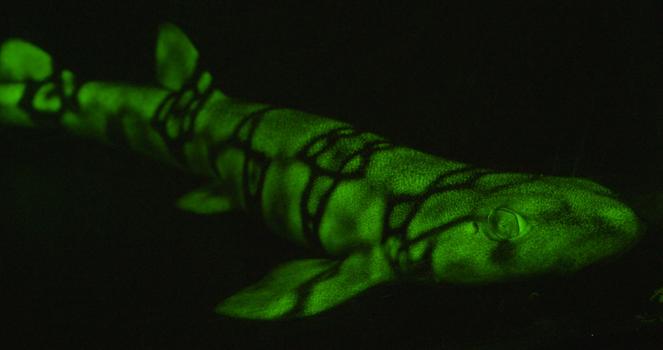 A green biofluorescent chain catshark (Scyliorhinus retifer)