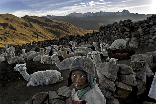 In Bolivia, Alvaro Kalancha Quispe, 9, opens the gate to the stone pen that holds the family’s alpacas and llamas each morning so they can graze throughout the hillsides during the day. dollar a day poverty bolivia