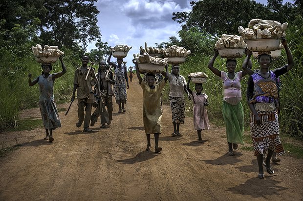 In the back roads of Ghana, the women and girls of Nkwanta are often seen carrying overhead large buckets of cassava (a starchy edible root), which they farm and then bring home to their villages. dollar a day poverty ghana