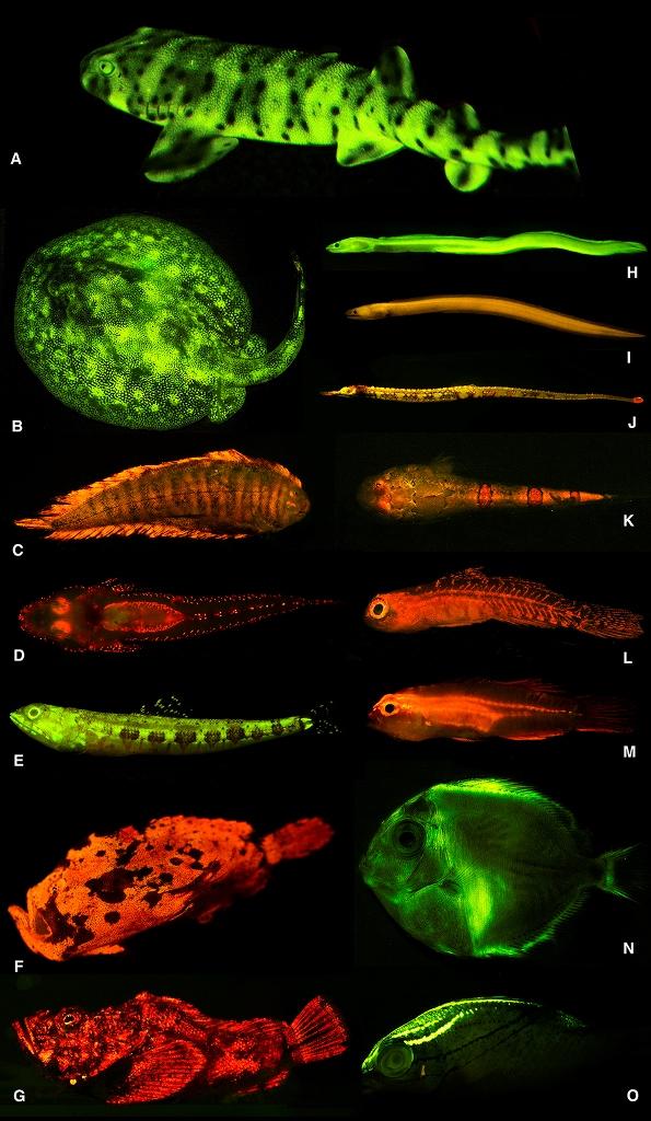 Researchers discovered a rich diversity of fluorescent patterns and colors in marine fishes, as exemplified here.