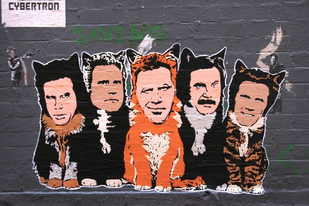 Ferrell Cats. NYC