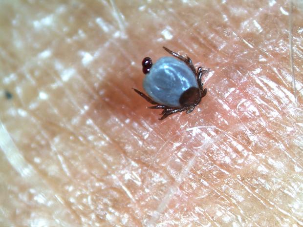 Nymph on Dr. Tom Mather.