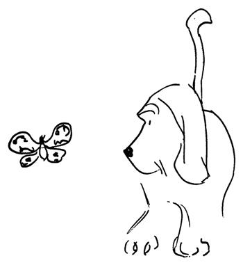 Dog with Butterfly