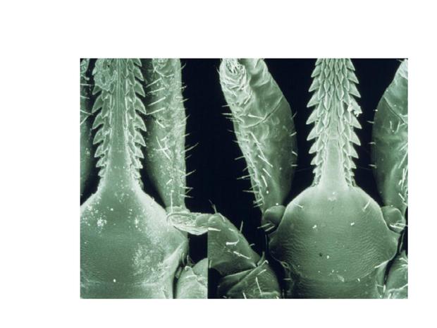 Tick Mouthparts.