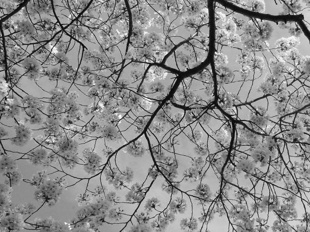 Cherry Blossoms