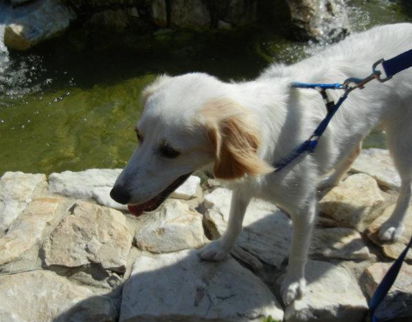 The pooch, Tommy, Wallace says is symbolic of the dogs he took care of while in Afghanistan.