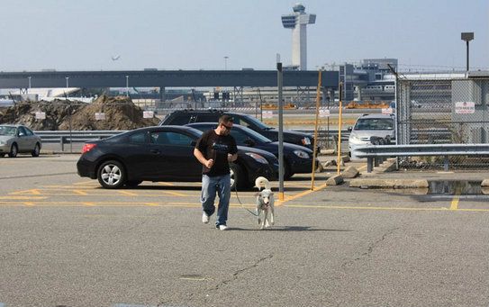 Zoe goes on a short run to stretch her legs with Guardians of Rescue volunteer Frank Floridia.