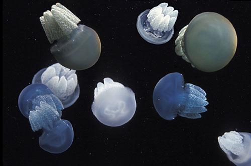 Blue Jellies