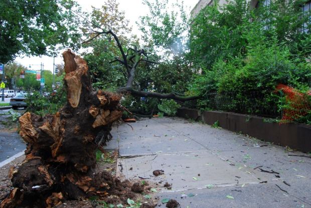 A downed tree post-Irene blocks a portion of the sidewalk in Crown Heights. A downed tree post-Irene blocks a portion of the sidewalk in Crown Heights.