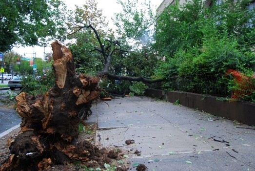 A downed tree post-Irene blocks a portion of the sidewalk in Crown Heights.