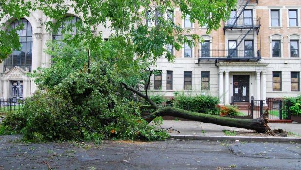 A huge tree was uprooted at Nostrand Ave. and Eastern Parkway Sunday in Brooklyn. A huge tree was uprooted at Nostrand Ave. and Eastern Parkway Sunday in Brooklyn.