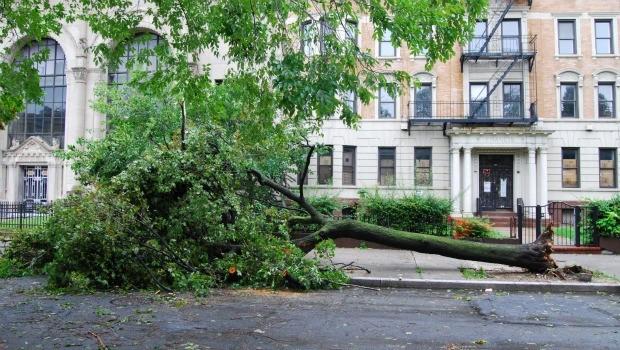 A huge tree was uprooted at Nostrand Ave. and Eastern Parkway Sunday in Brooklyn.