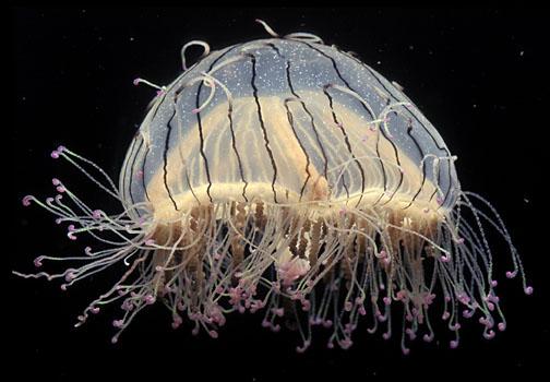 Flower Hat Jelly