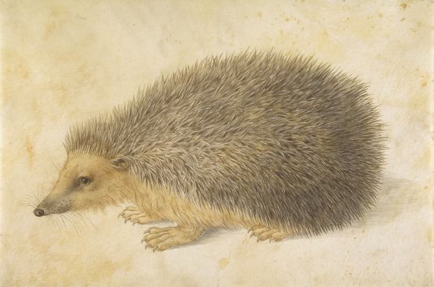 At the Met, a collection of drawings from Central Europe, from 1400-1700, goes on view. This tender illustration of a hedgehog by Hans Hoffman (from before 1584) will be part of the show. At the Met, a collection of drawings from Central Europe, from 1400-1700, goes on view. This tender illustration of a hedgehog by Hans Hoffman (from before 1584) will be part of the show.