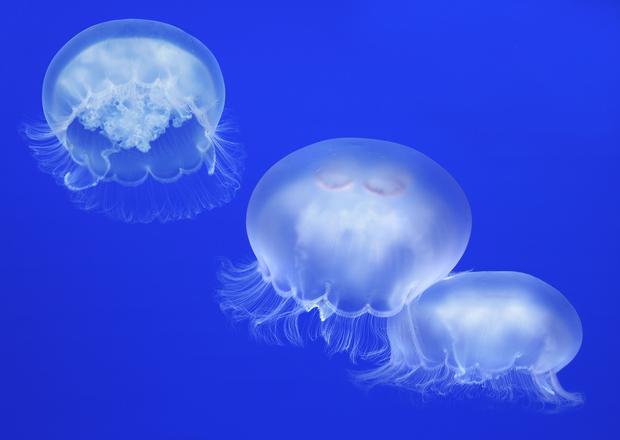 Moon Jellies