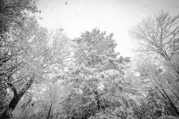 Snow falling in Pound Ridge, New York. Snow falling in Pound Ridge, New York.