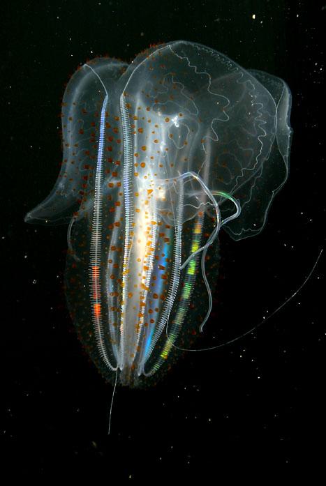 Spotted Comb Jellies