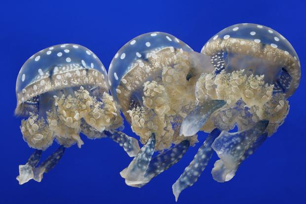 Spotted Jellies