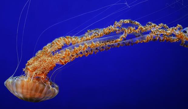 The Black Sea Nettle
