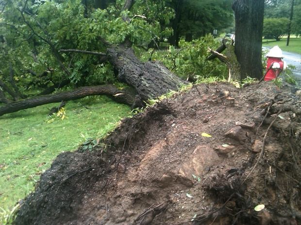 A massive Black Walnut came down along East Main Street in Brookside, NJ all but sparing Pat Hettling's house. A massive Black Walnut came down along East Main Street in Brookside, NJ all but sparing Pat Hettling's house.