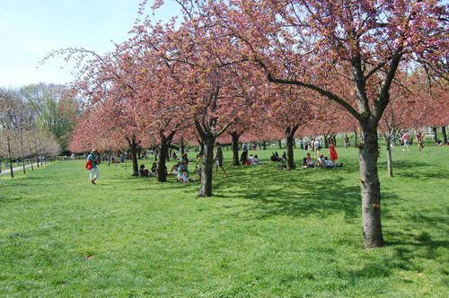23+ A Shropshire Lad 2 Loveliest Of Trees The Cherry Now Images