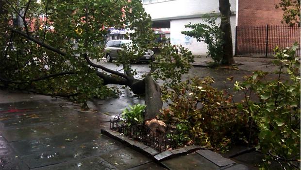 A downed tree at 92 Fort Greene Place, post-Irene in Brooklyn. A downed tree at 92 Fort Greene Place, post-Irene in Brooklyn.