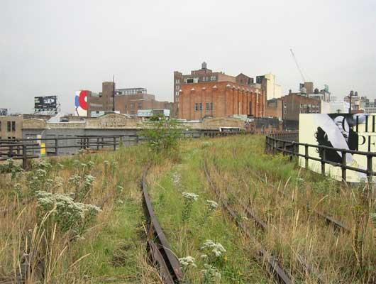 There are over 25 kinds of plants thriving on the High Line.
